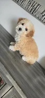 Tan white ready now, a male Poodle - Toy  for sale in Chesnee, SC – Photo 3 of 9