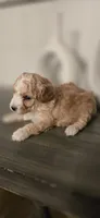 Tan white, a male Poodle - Toy  for sale in Chesnee, SC – Photo 3 of 3