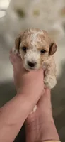 Tan white, a male Poodle - Toy  for sale in Chesnee, SC – Photo 2 of 3