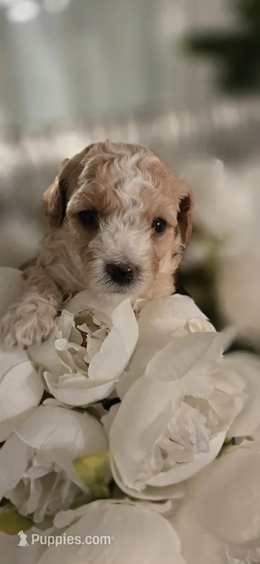 Tan white – Poodle - Toy  puppy for sale in Chesnee, SC