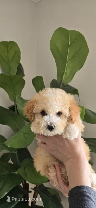 Tan white ready now – Poodle - Toy  puppy for sale in Chesnee, SC
