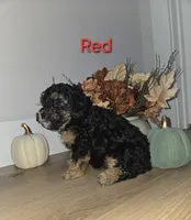 Red, a male Poodle - Toy  for sale in Chesnee, SC – 4 of 6