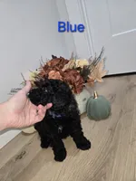 BLUE, a male Poodle - Toy  for sale in Chesnee, SC – 4 of 8