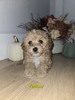 Yellow, a male Poodle - Toy  for sale in Chesnee, SC – 5 of 7