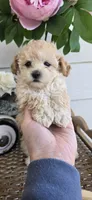 Tiny ready for her new home, a female Poodle - Toy  for sale in Chesnee, SC – Photo 2 of 7