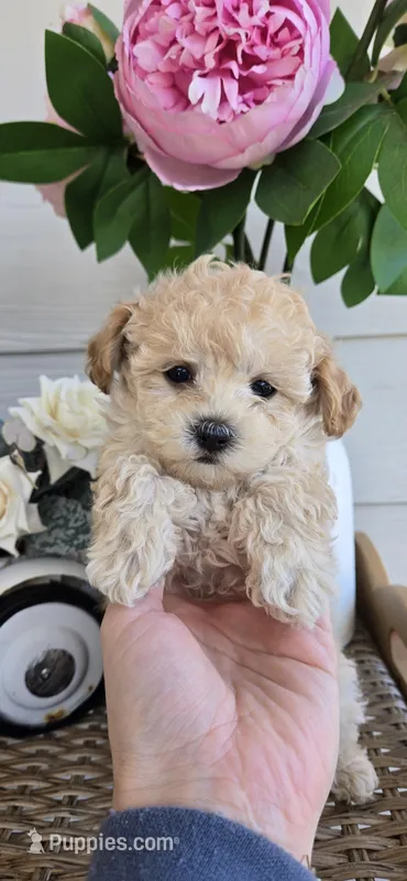 Tiny – Poodle - Toy  puppy for sale in Chesnee, SC
