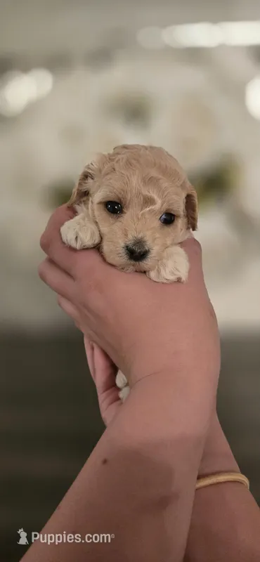 Tiny – Poodle - Toy  puppy for sale in Chesnee, SC