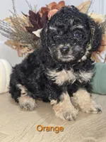 Orange, a male Poodle - Toy  for sale in Chesnee, SC – 5 of 6