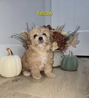 Yellow, a male Poodle - Toy  for sale in Chesnee, SC – 4 of 7