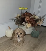 Yellow, a male Poodle - Toy  for sale in Chesnee, SC – 6 of 7