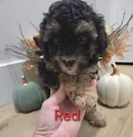 Red, a male Poodle - Toy  for sale in Chesnee, SC – 2 of 6