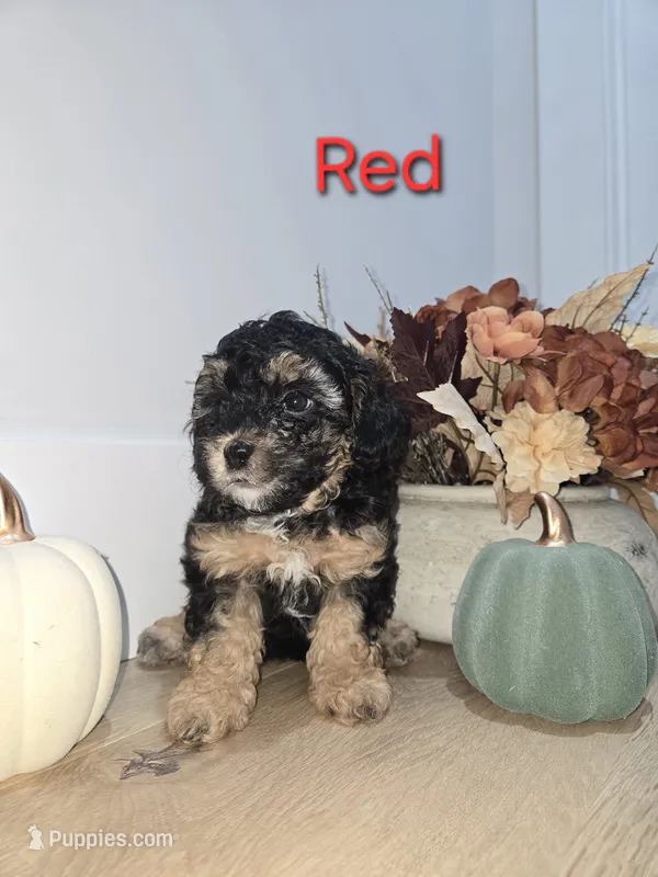 Red – Poodle - Toy  puppy for sale in Chesnee, SC