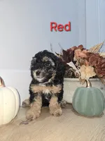 Red, a male Poodle - Toy  for sale in Chesnee, SC – 1 of 6