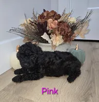 Pink , a female Poodle - Toy  for sale in Chesnee, SC – 3 of 6