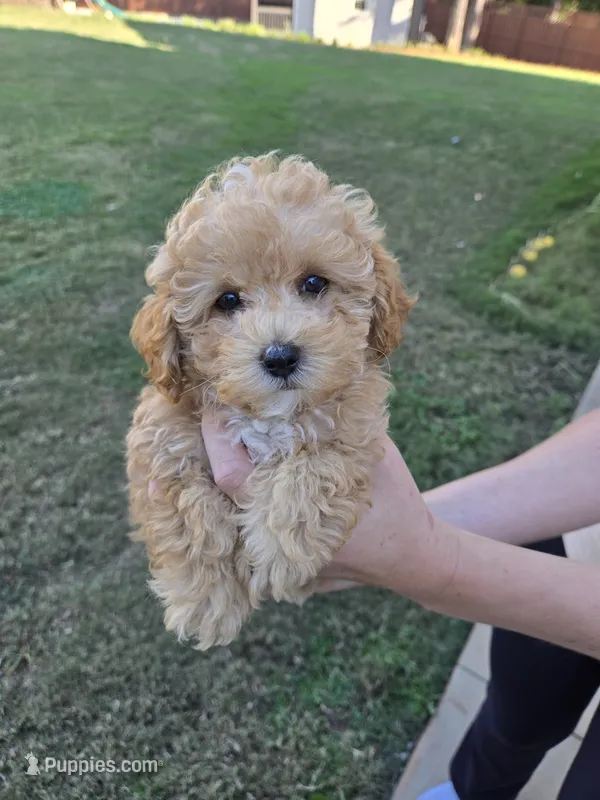 Yellow ready to go now – Poodle - Toy  puppy for sale in Chesnee, SC