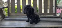 Miniature poodle Black ready now, a male Poodle - Toy  and Poodle - Miniature  for sale in Chesnee, SC – Photo 3 of 8
