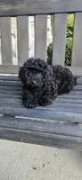 Ckc Black  ready now, a male Poodle - Toy  for sale in Chesnee, SC – Photo 3 of 4