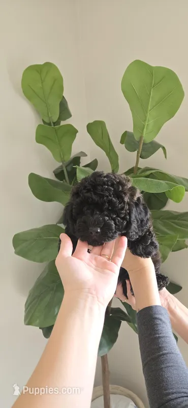 Black Brown ready now – Poodle - Toy  puppy for sale in Chesnee, SC