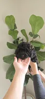 Black Brown ready now, a male Poodle - Toy  for sale in Chesnee, SC – Photo 6 of 9