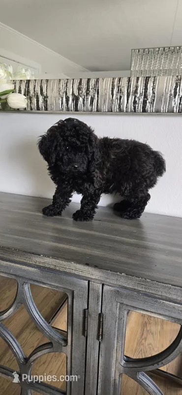 Black Brown ready now – Poodle - Toy  puppy for sale in Chesnee, SC