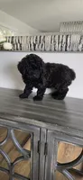 Black Brown ready now, a male Poodle - Toy  for sale in Chesnee, SC – Photo 1 of 9
