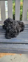 Ckc Black  ready now, a male Poodle - Toy  for sale in Chesnee, SC – Photo 2 of 4