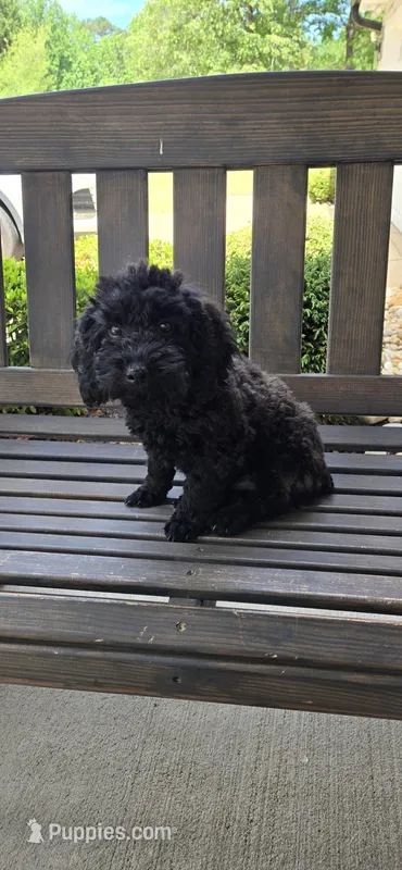 Miniature poodle Black ready now – Poodle - Toy , Poodle - Miniature  puppy for sale in Chesnee, SC