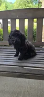 Miniature poodle Black ready now, a male Poodle - Toy  and Poodle - Miniature  for sale in Chesnee, SC – Photo 1 of 8
