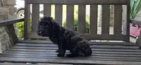 Miniature poodle Black ready now, a male Poodle - Toy  and Poodle - Miniature  for sale in Chesnee, SC – Photo 4 of 8