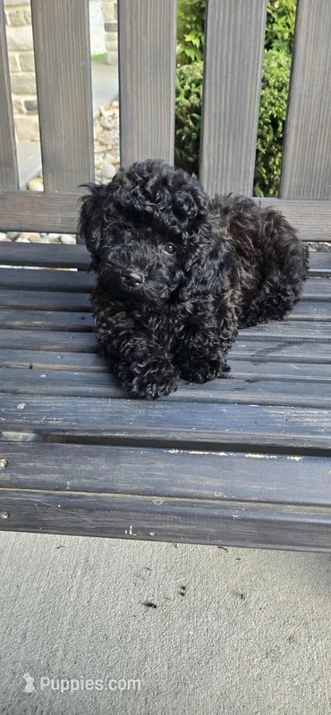 Black Brown ready now – Poodle - Toy  puppy for sale in Chesnee, SC