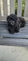 Ckc Black  ready now, a male Poodle - Toy  for sale in Chesnee, SC – Photo 1 of 4