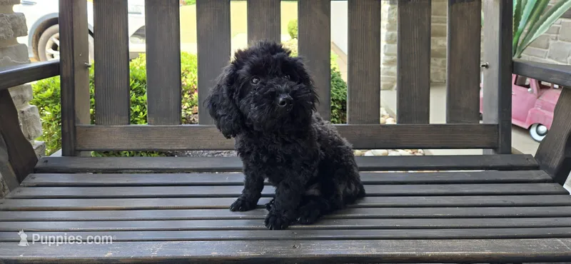 Miniature poodle Black ready now – Poodle - Toy , Poodle - Miniature  puppy for sale in Chesnee, SC