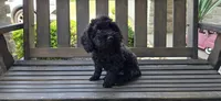 Miniature poodle Black ready now, a male Poodle - Toy  and Poodle - Miniature  for sale in Chesnee, SC – Photo 2 of 8