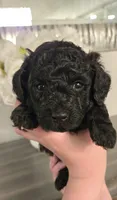 Black Brown, a male Poodle - Toy  for sale in Chesnee, SC – Photo 7 of 8