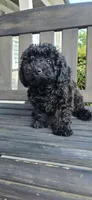 Ckc Black  ready now, a male Poodle - Toy  for sale in Chesnee, SC – Photo 4 of 4