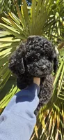 Black Brown, a male Poodle - Toy  for sale in Chesnee, SC – Photo 4 of 8