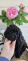 Black Brown, a male Poodle - Toy  for sale in Chesnee, SC – Photo 1 of 8