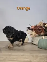 Orange, a male Poodle - Toy  for sale in Chesnee, SC – 3 of 6