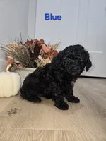 BLUE, a male Poodle - Toy  for sale in Chesnee, SC – 6 of 8