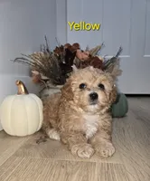 Yellow, a male Poodle - Toy  for sale in Chesnee, SC – 3 of 7