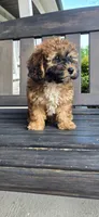 White chest ready now, a male Poodle - Toy  for sale in Chesnee, SC – 3 of 8