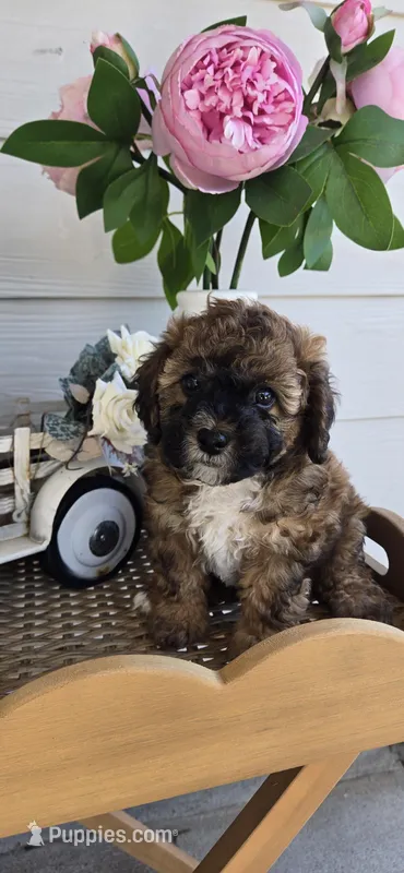 White chest – Poodle - Toy  puppy for sale in Chesnee, SC