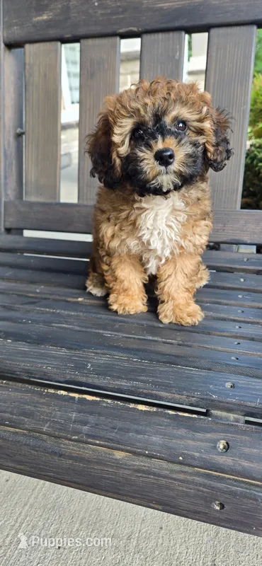 White chest ready now – Poodle - Toy  puppy for sale in Chesnee, SC