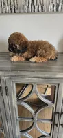 White chest ready now, a male Poodle - Toy  for sale in Chesnee, SC – Photo 5 of 10