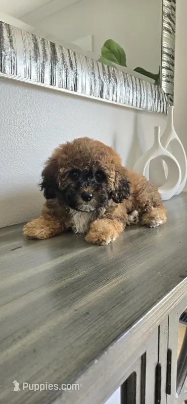 White chest ready now – Poodle - Toy  puppy for sale in Chesnee, SC