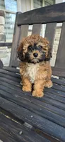 White chest ready now, a male Poodle - Toy  for sale in Chesnee, SC – 2 of 8