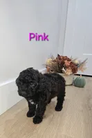 Pink , a female Poodle - Toy  for sale in Chesnee, SC – 2 of 6