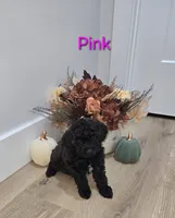 Pink , a female Poodle - Toy  for sale in Chesnee, SC – 1 of 6
