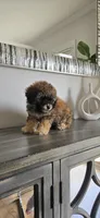 Small ready now, a male Poodle - Toy  for sale in Chesnee, SC – Photo 7 of 9