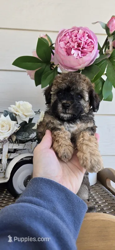Small ready now – Poodle - Toy  puppy for sale in Chesnee, SC